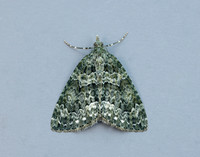 70.096 BF1761 Autumn Green Carpet Chloroclysta miata