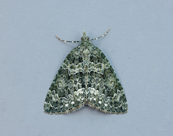 70.096 BF1761 Autumn Green Carpet Chloroclysta miata