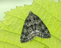 70.096 BF1761 Autumn Green Carpet Chloroclysta miata