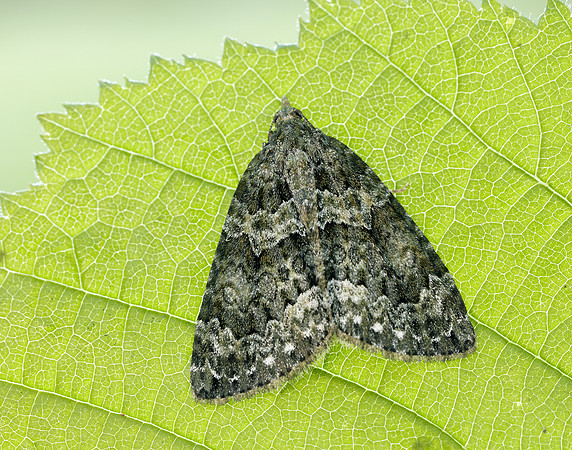 70.096 BF1761 Autumn Green Carpet Chloroclysta miata