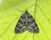 70.096 BF1761 Autumn Green Carpet Chloroclysta miata