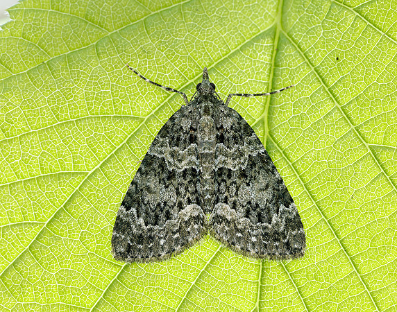 70.096 BF1761 Autumn Green Carpet Chloroclysta miata