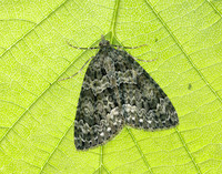 70.096 BF1761 Autumn Green Carpet Chloroclysta miata