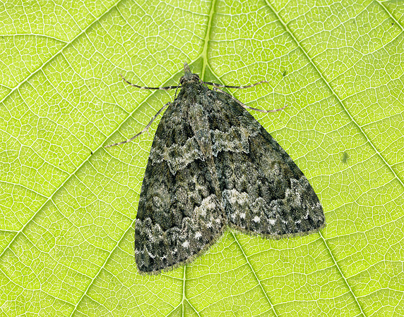 70.096 BF1761 Autumn Green Carpet Chloroclysta miata