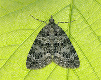 70.096 BF1761 Autumn Green Carpet Chloroclysta miata