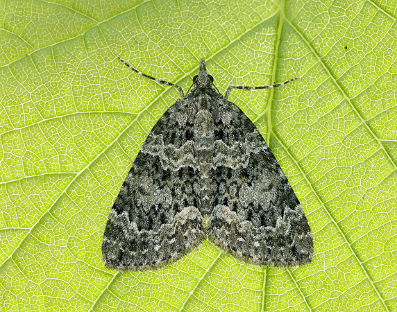 70.096 BF1761 Autumn Green Carpet Chloroclysta miata