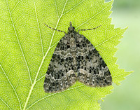 70.096 BF1761 Autumn Green Carpet Chloroclysta miata