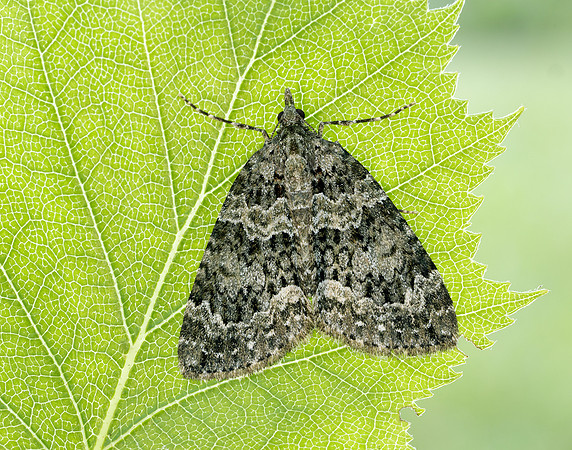 70.096 BF1761 Autumn Green Carpet Chloroclysta miata