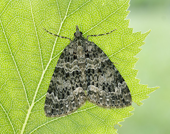 70.096 BF1761 Autumn Green Carpet Chloroclysta miata