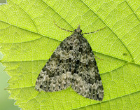70.096 BF1761 Autumn Green Carpet Chloroclysta miata