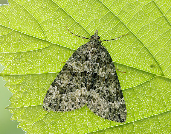 70.096 BF1761 Autumn Green Carpet Chloroclysta miata