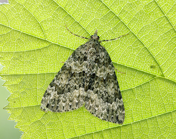70.096 BF1761 Autumn Green Carpet Chloroclysta miata
