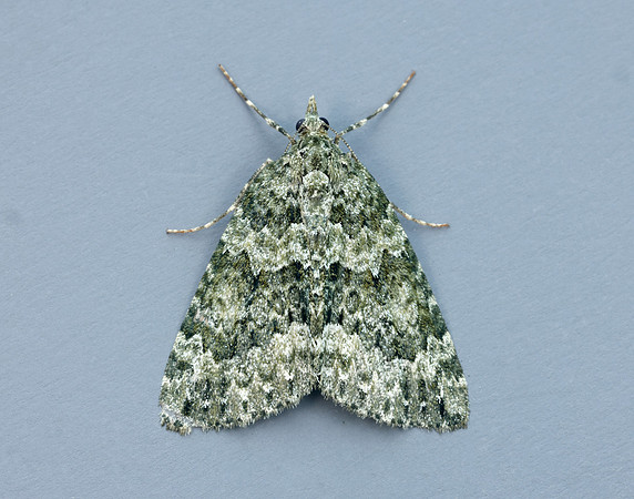 70.096 BF1761 Autumn Green Carpet Chloroclysta miata