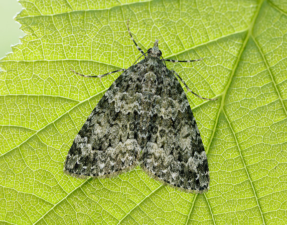 70.096 BF1761 Autumn Green Carpet Chloroclysta miata