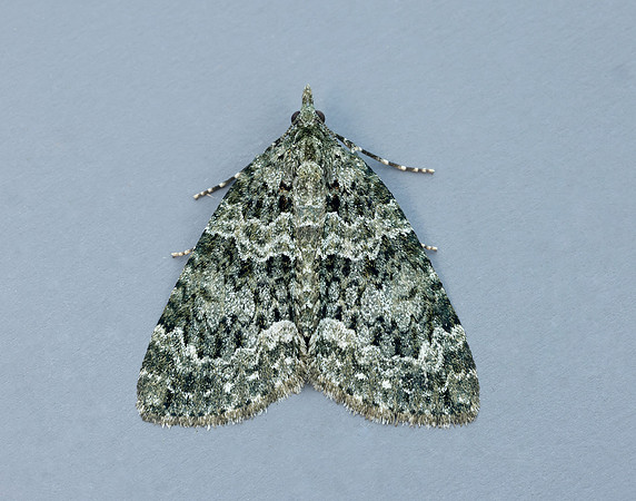 70.096 BF1761 Autumn Green Carpet Chloroclysta miata