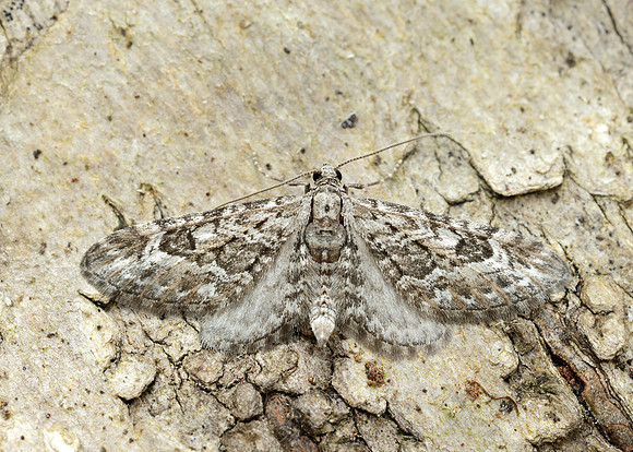 70.168 BF1846 Narrow-winged Pug Eupithecia nanata
