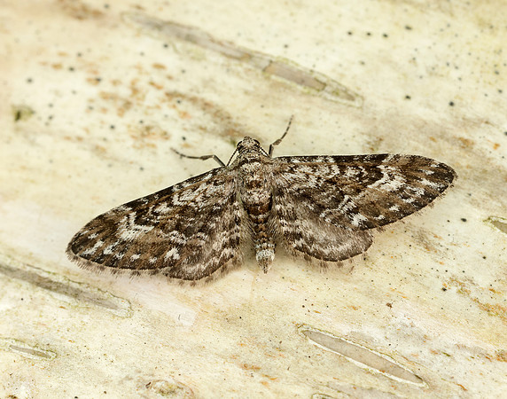 70.168 BF1846 Narrow-winged Pug Eupithecia nanata