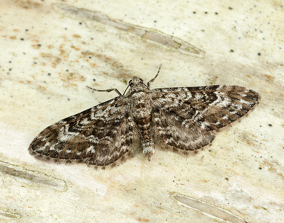 70.168 BF1846 Narrow-winged Pug Eupithecia nanata