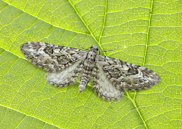 70.168 BF1846 Narrow-winged Pug Eupithecia nanata
