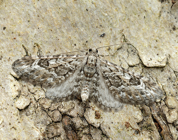 70.168 BF1846 Narrow-winged Pug Eupithecia nanata