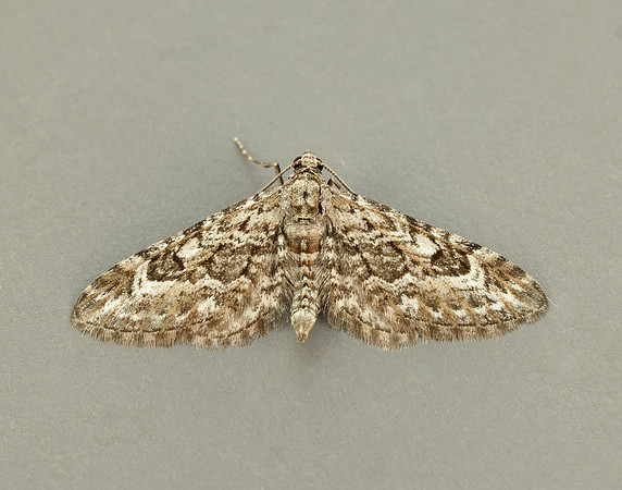 70.168 BF1846 Narrow-winged Pug Eupithecia nanata