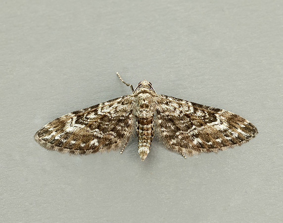 70.168 BF1846 Narrow-winged Pug Eupithecia nanata