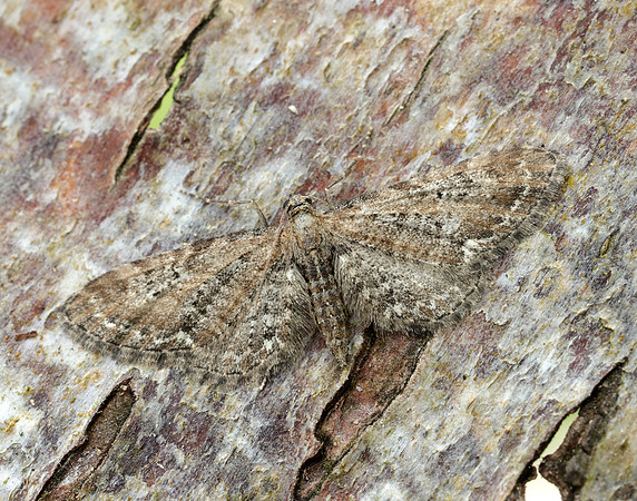 70.183 BF1834 Common Pug Eupithecia vulgata