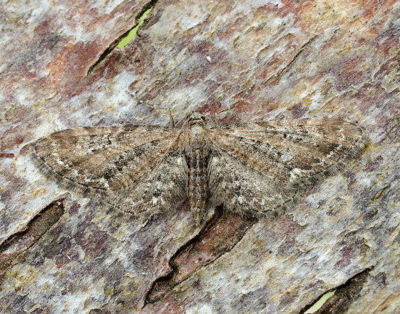 70.183 BF1834 Common Pug Eupithecia vulgata