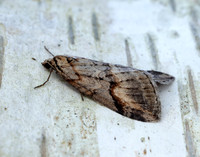 70.196 BF1865 Broom-tip Chesias rufata