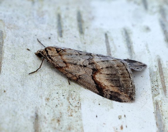70.196 BF1865 Broom-tip Chesias rufata