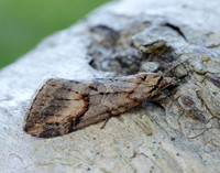 70.196 BF1865 Broom-tip Chesias rufata