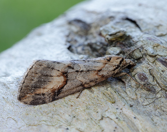 70.196 BF1865 Broom-tip Chesias rufata