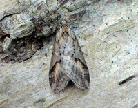 70.196 BF1865 Broom-tip Chesias rufata