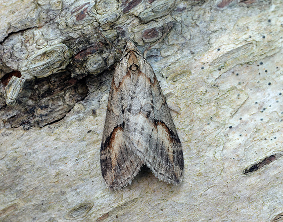 70.196 BF1865 Broom-tip Chesias rufata