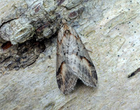 70.196 BF1865 Broom-tip Chesias rufata
