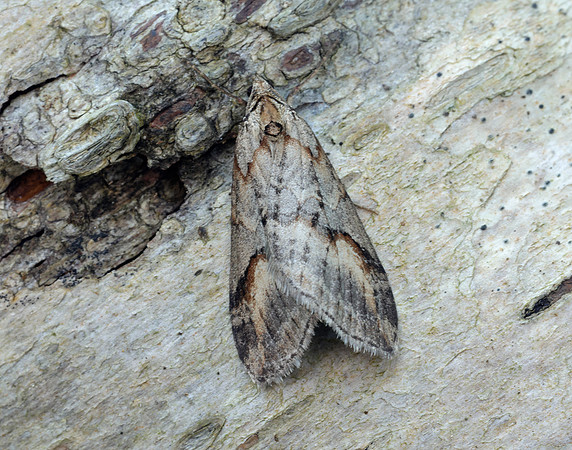 70.196 BF1865 Broom-tip Chesias rufata
