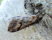 70.196 BF1865 Broom-tip Chesias rufata