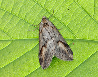 70.196 BF1865 Broom-tip Chesias rufata
