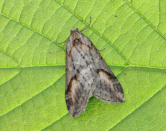 70.196 BF1865 Broom-tip Chesias rufata