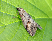70.196 BF1865 Broom-tip Chesias rufata