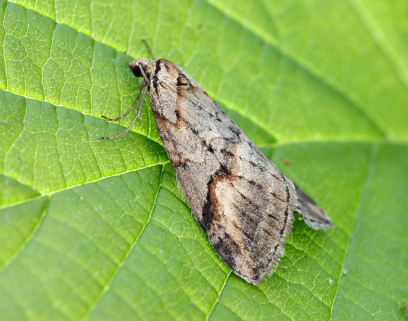 70.196 BF1865 Broom-tip Chesias rufata