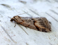 70.196 BF1865 Broom-tip Chesias rufata