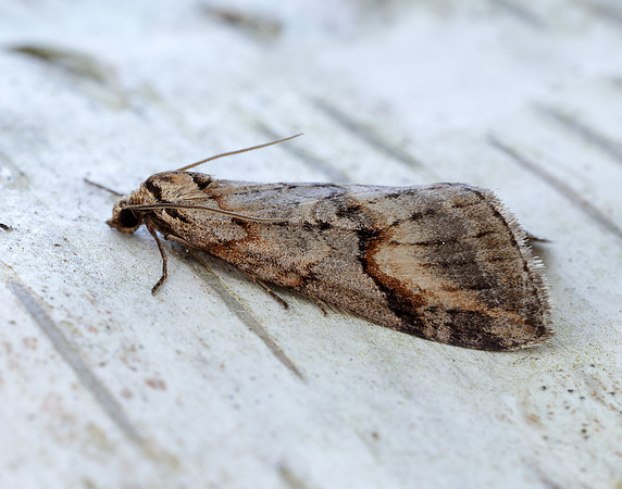 70.196 BF1865 Broom-tip Chesias rufata