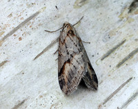 70.196 BF1865 Broom-tip Chesias rufata