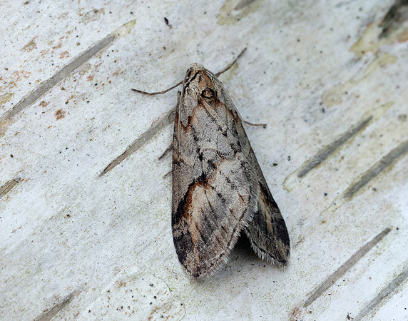 70.196 BF1865 Broom-tip Chesias rufata