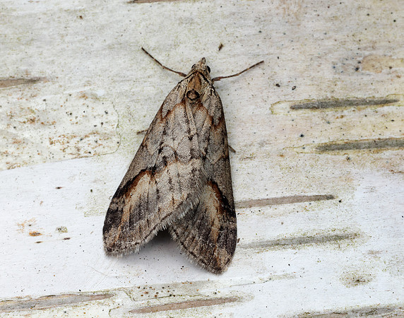 70.196 BF1865 Broom-tip Chesias rufata