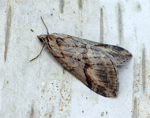 70.196 BF1865 Broom-tip Chesias rufata