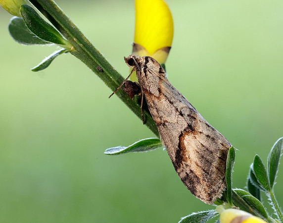 70.196 BF1865 Broom-tip Chesias rufata