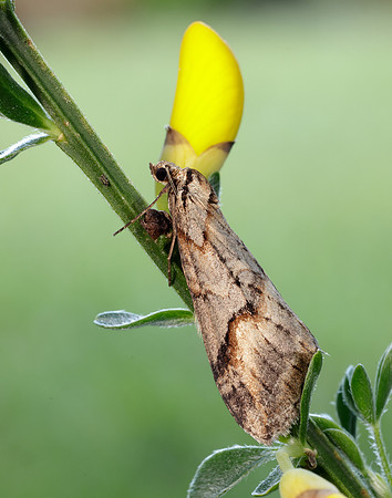 70.196 BF1865 Broom-tip Chesias rufata