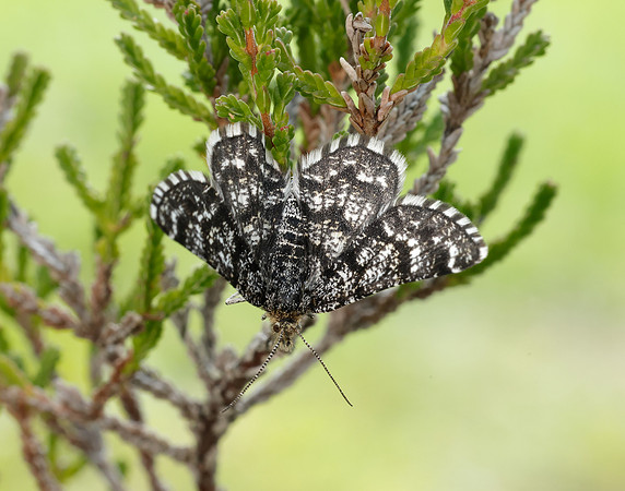 70.216 BF1895 Netted Mountain Moth Macaria carbonaria